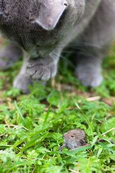Gray cat hunting after mouse on a gree grass