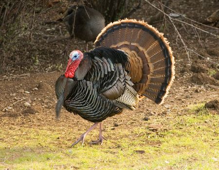 Turkey Tom strutting his stuff