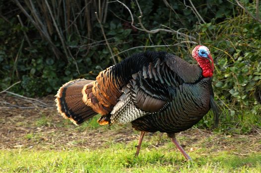 Turkey Tom strutting his stuff