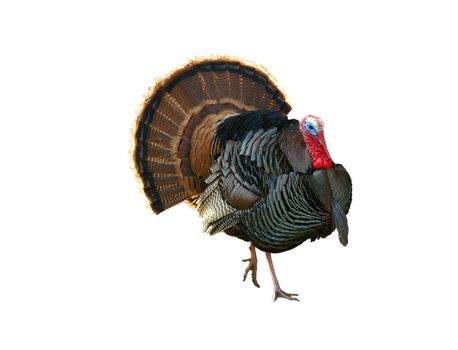 Turkey Tom strutting his stuff