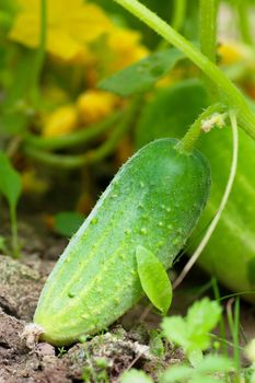 Green cucumber on a vine in a garden