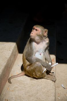 monkey (macaque) sitting on stone  staircase, myanmar, mountian Popa
