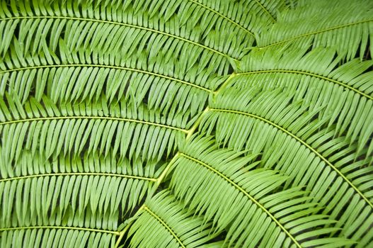 Closeup of fern; vibrant green background texture
