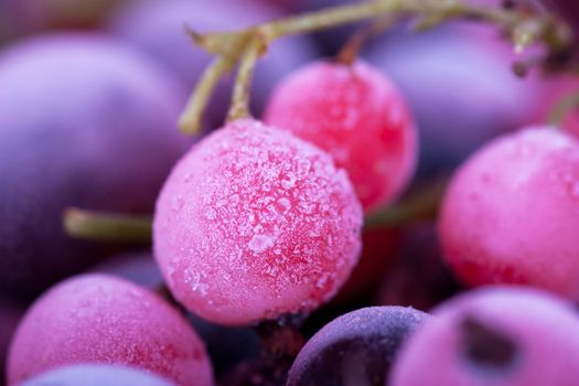 Macro view of frozen berries: blackcurrant, redcurrant, blueberry