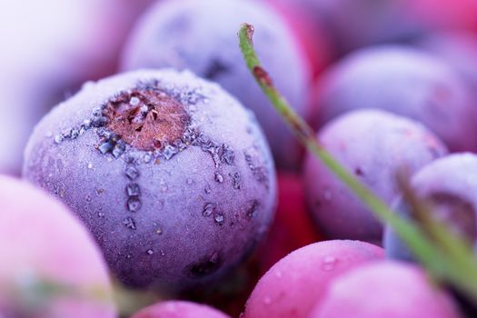 Macro view of frozen berries: blackcurrant, redcurrant, blueberry