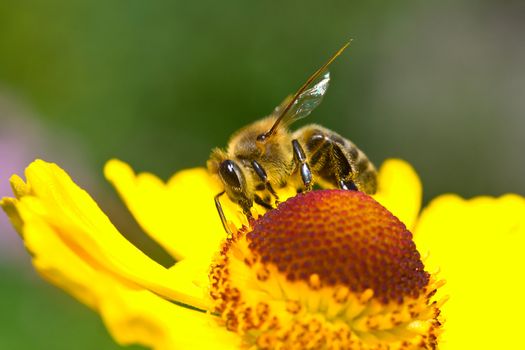 close-up a small bee collect nectar on the yellow flower