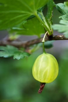 Fresh green gooseberry hanging on a branch