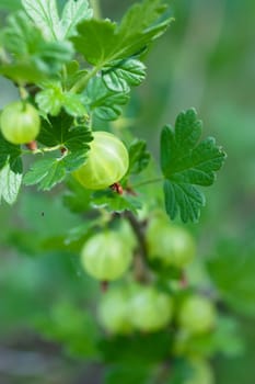 Fresh green gooseberry hanging on a branch