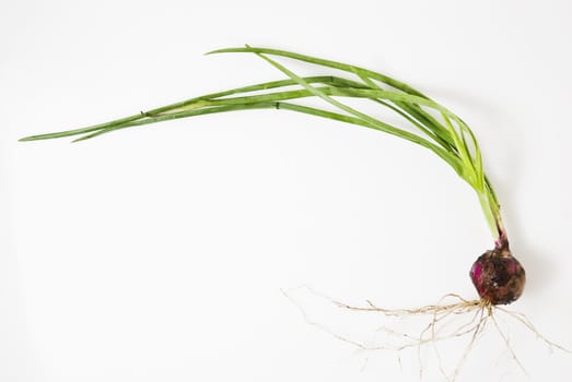 Newly harvested onion, with leaves and roots still attached