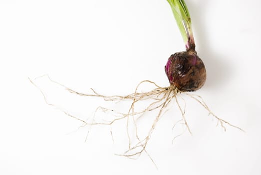 Newly harvested onion, with leaves and roots still attached