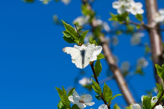 white butterfly on blossoming cherry branch