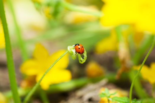 Macro view of ladybug sitting on a green vine