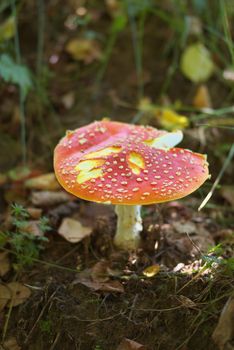 photo of the fly agaric in summer forest