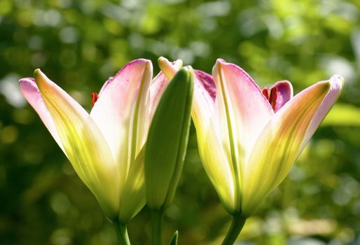 A pair of open lilies and one closed lily in a garden