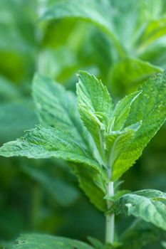 Close-up view of bush of fresh mint