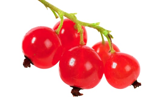 Close up view of a bunch of red currant isolated over white