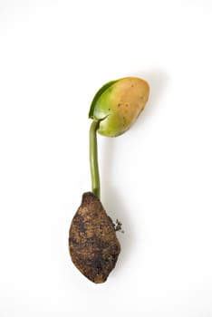 Seedling grows out from seed