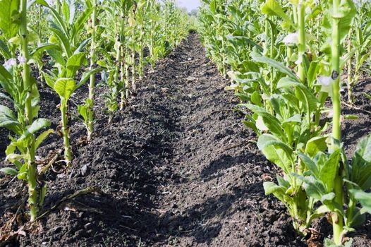 Tobacco plantation in Ilocos Province, Philippines