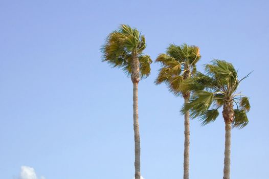 Palm trees waving in an evening breeze at sunset, against a blue sky