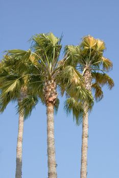 Palm trees waving in an evening breeze at sunset, against a blue sky