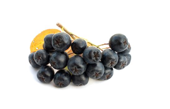 Berries black chokeberry on a white background.