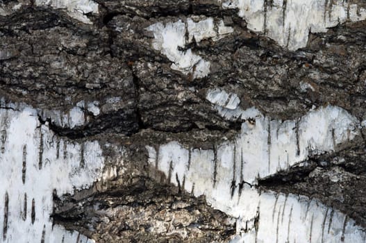 Structure of a birch bark a close up.