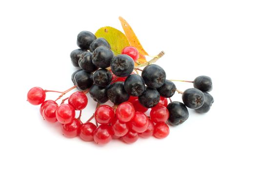 Clusters of berries of a guelder-rose and mountain ash on a white background.