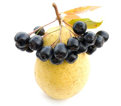 Clusters of berries of a black chokeberry on a yellow pear on a white background.