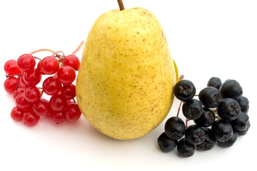 Clusters of berries of a guelder-rose and black chokeberry about a ripe yellow pear on a white background.