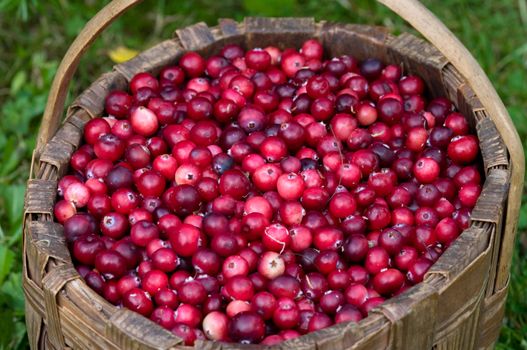 Basket with a fresh cranberry on a green grass.