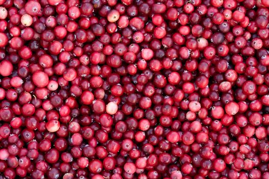 Background from fresh ripe red berries of a cranberry.