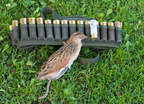 Ammunition belt with huntings cartridges on a green grass.