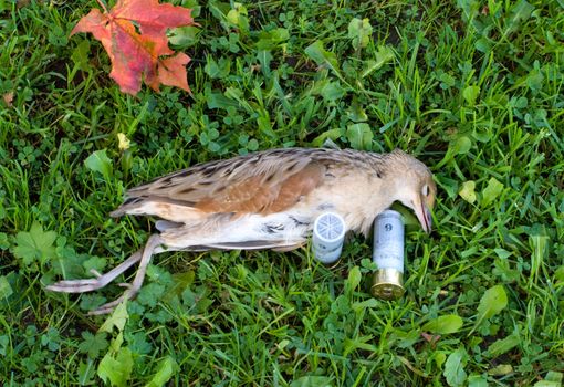 Corn-crake and huntings cartridges on a green grass.