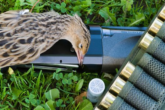 Shot-gun ammunition belt with cartridges and corn-crake on a grass close up