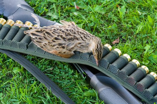 Shot-gun ammunition belt with cartridges and corn-crake on a grass close up.