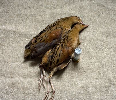 Two corn-crakes and hunting shot cartridge on fabric.