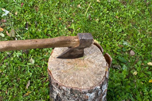 Ax with wooden handle in a birch stump.