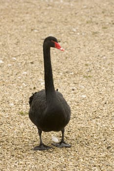 black swan at swannery in Abbotsbury, Dorset, England