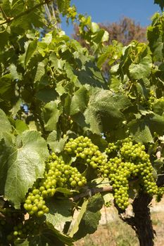 young grapes on a grapevine in Napa Valley