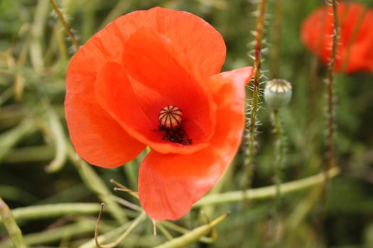 Close-up of a red poppy blossom - outdoor shot