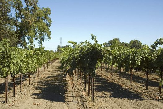 ripening red grapes on the vine in a vineyard in Napa Valley, California