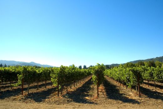 Rows of supported and trained vines in a terraced vineyard in hills of Northern California 