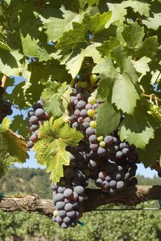 young grapes on a grapevine in Napa Valley