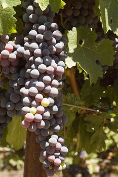 ripening red grapes on the vine in a vineyard in Napa Valley, California