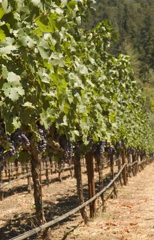 Rows of supported and trained vines in a terraced vineyard in hills of Northern California 