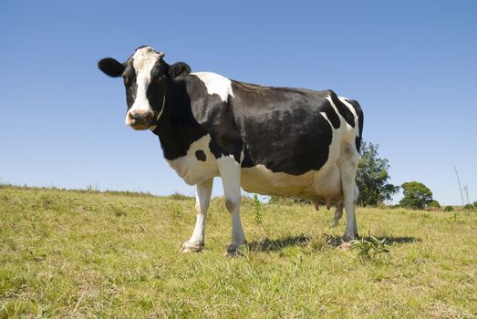 Full body image of a pregnant cow in green pasture and blue sky.
