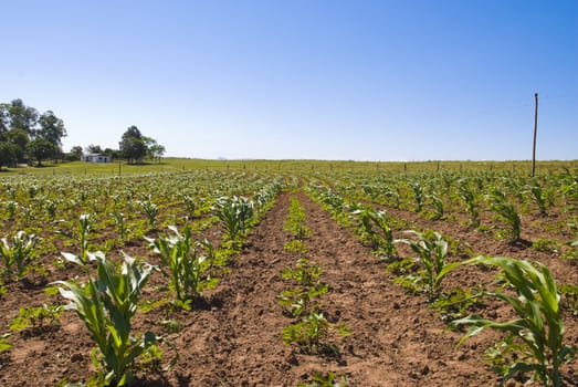 A young corn crop, with blue sky and a farm house in the horizon. Lots of copy space.