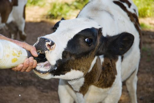 Cropped shot of a dairy farmer feeding milk to an orphan calf.