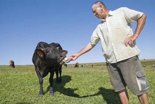 Wide angle image of a dairy farmer feeding black cow with a cassava (tapioca) root.