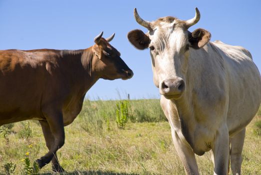 Cropped image of two cows staring. Blue sky and green pasture.
